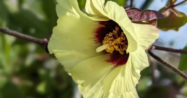 ギフト対応 ベビーギフトにおすすめ♪花言葉に願いをこめたコットン100％のギフトセット『花言葉３点セット』- ラグ・カーペット通販 びっくりカーペット