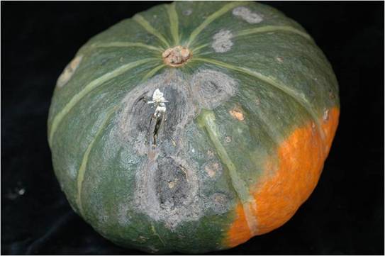 ５月連休に坊ちゃんかぼちゃを植え、育てています。『雌花が大 園芸相談Q＆Aみんなの趣味の園芸