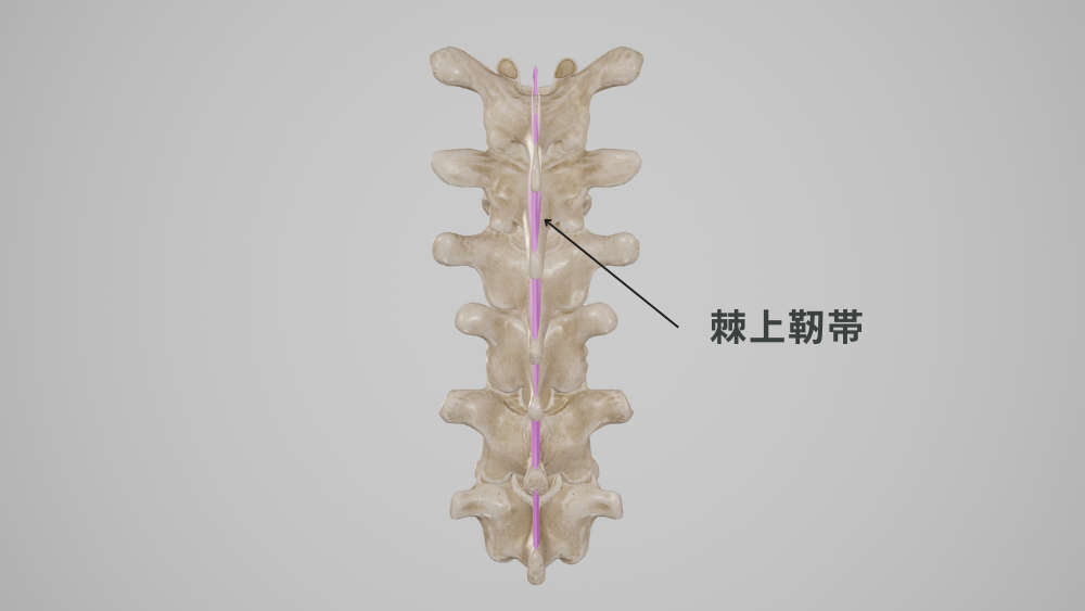 棘上靱帯炎 - 玉野市ジール鍼灸整骨院整体院