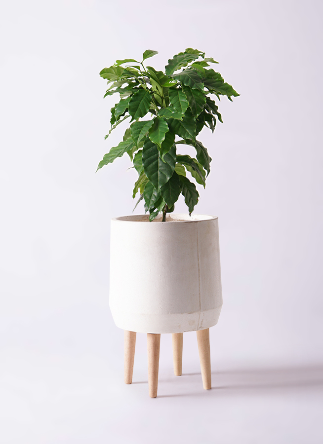 コーヒーの木の風水が気になる！効果やおすすめの置き場は？100均アイテムで、暮らしをもっと便利に楽しむ情報メディア くらしマグネット