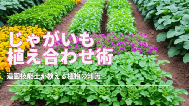 オクラのコンニオンプランツ栽培収穫後はそのまま次の野菜に有効利用！カジトラ
