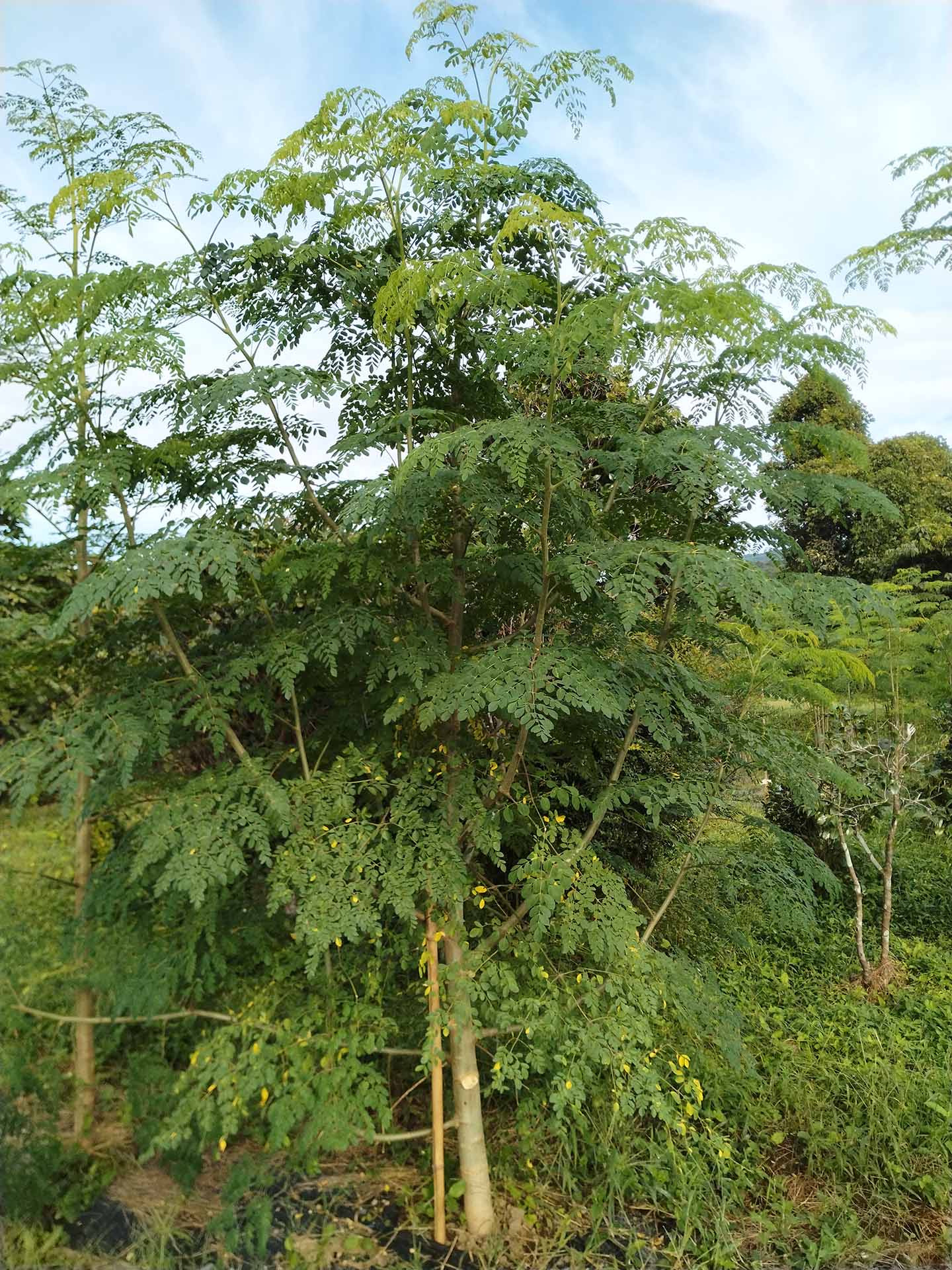 モリンガの種まきから育て方葉が黄色く枯れる原因と対策も解説 - ガーデンズライブラリ