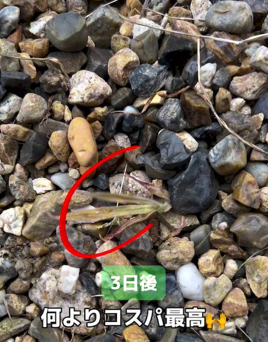 楽天市場 クエン酸 除草剤園芸薬剤・植物活性剤 ：ガーデニング・農業<花・ガーデン・DIYの通販