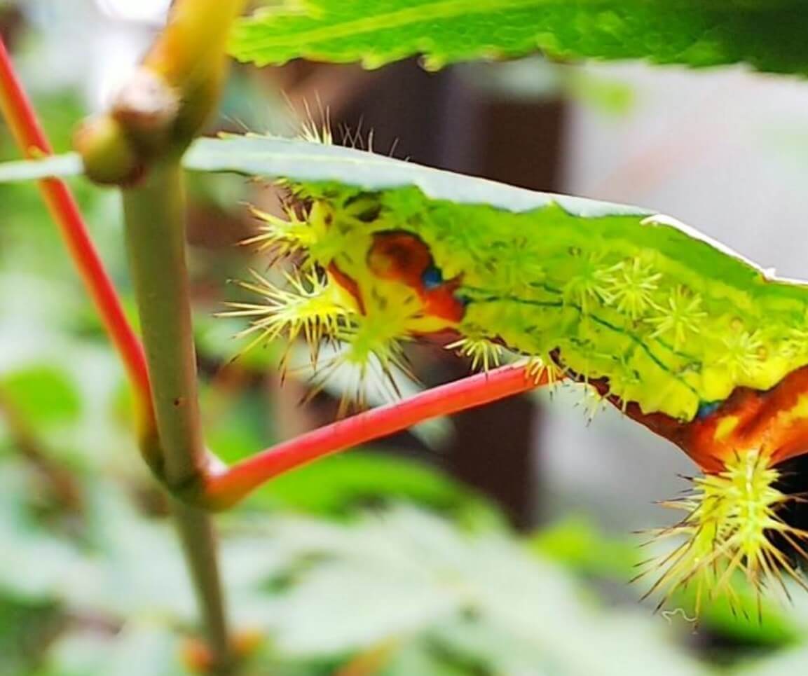 ヒロヘリアオイラガキケンな虫の虫ケア図鑑アース製薬