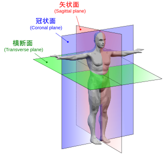 AB028 胃冠状面-医学公共课教学研究部
