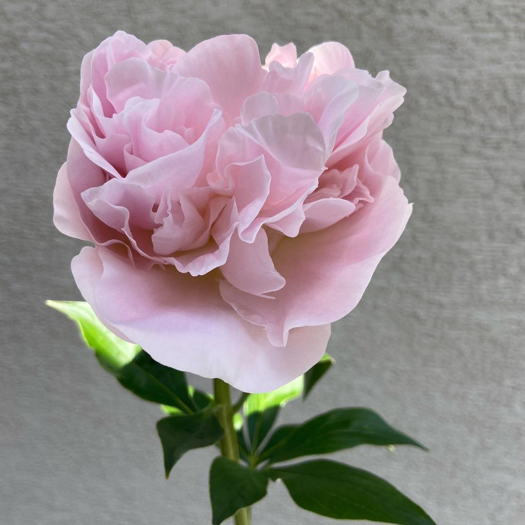 シャクヤクの育て方間引きのポイント