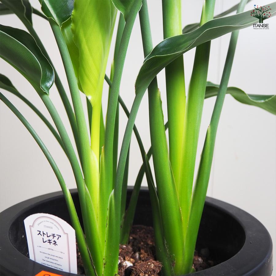 観葉植物 ストレッチア 引き取り希望 2m