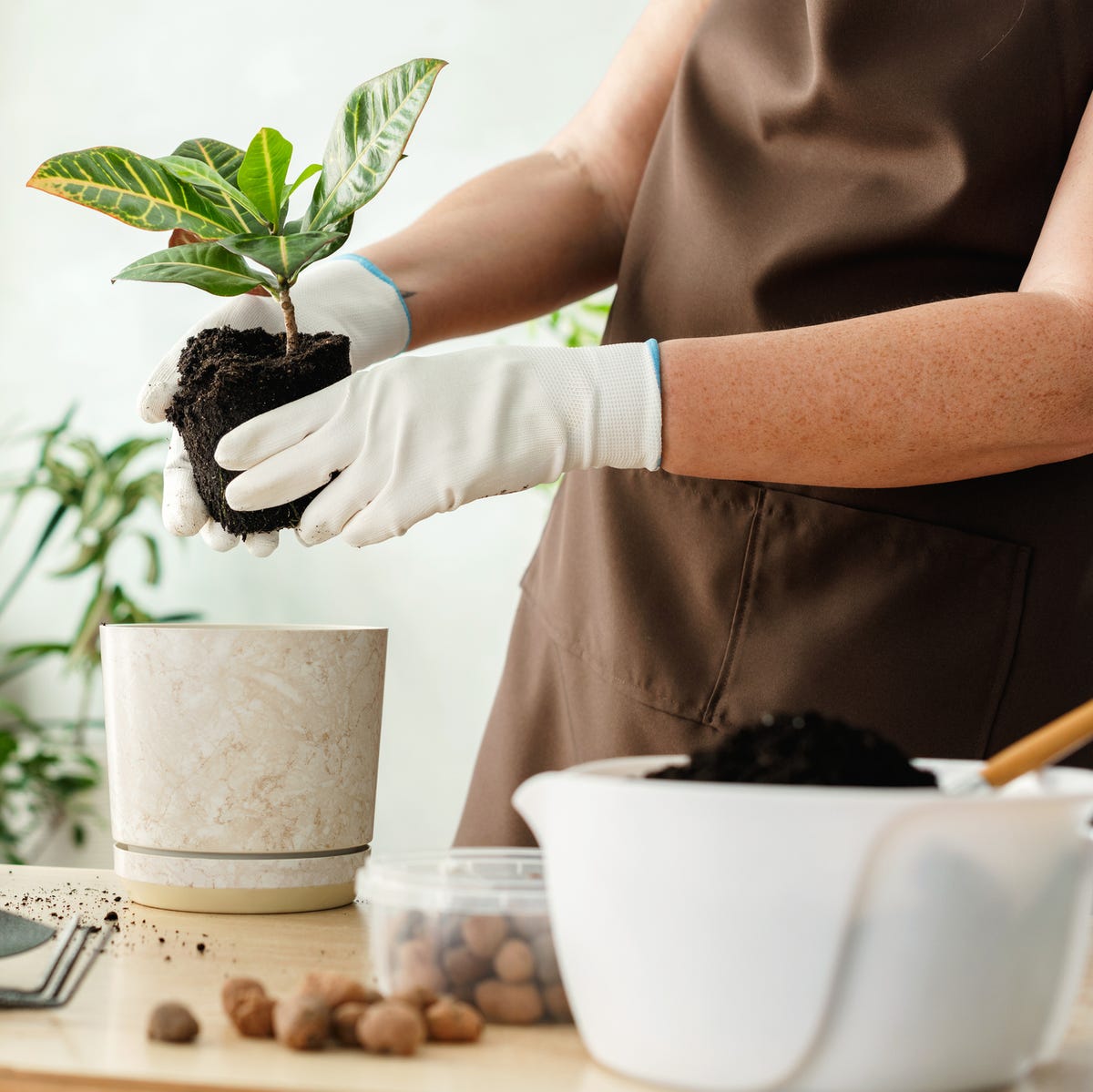 初心者でもできる！観葉植物の植替えステップガイドGOOD2BASEグッドツーベース