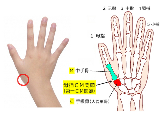 50代以降の「手指の変形・痛み・しびれ」を放置してはいけない理由ハルメク美と健康