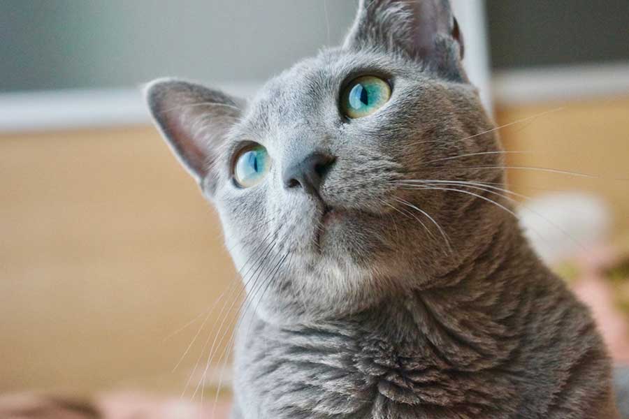 ロシアンブルーの目の色は子猫がブルー、成猫がグリーンのなぞペット保険比較のピクシ