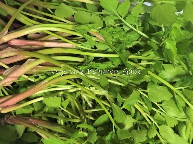 セリの水耕栽培 - メダカとベランダ暮らし