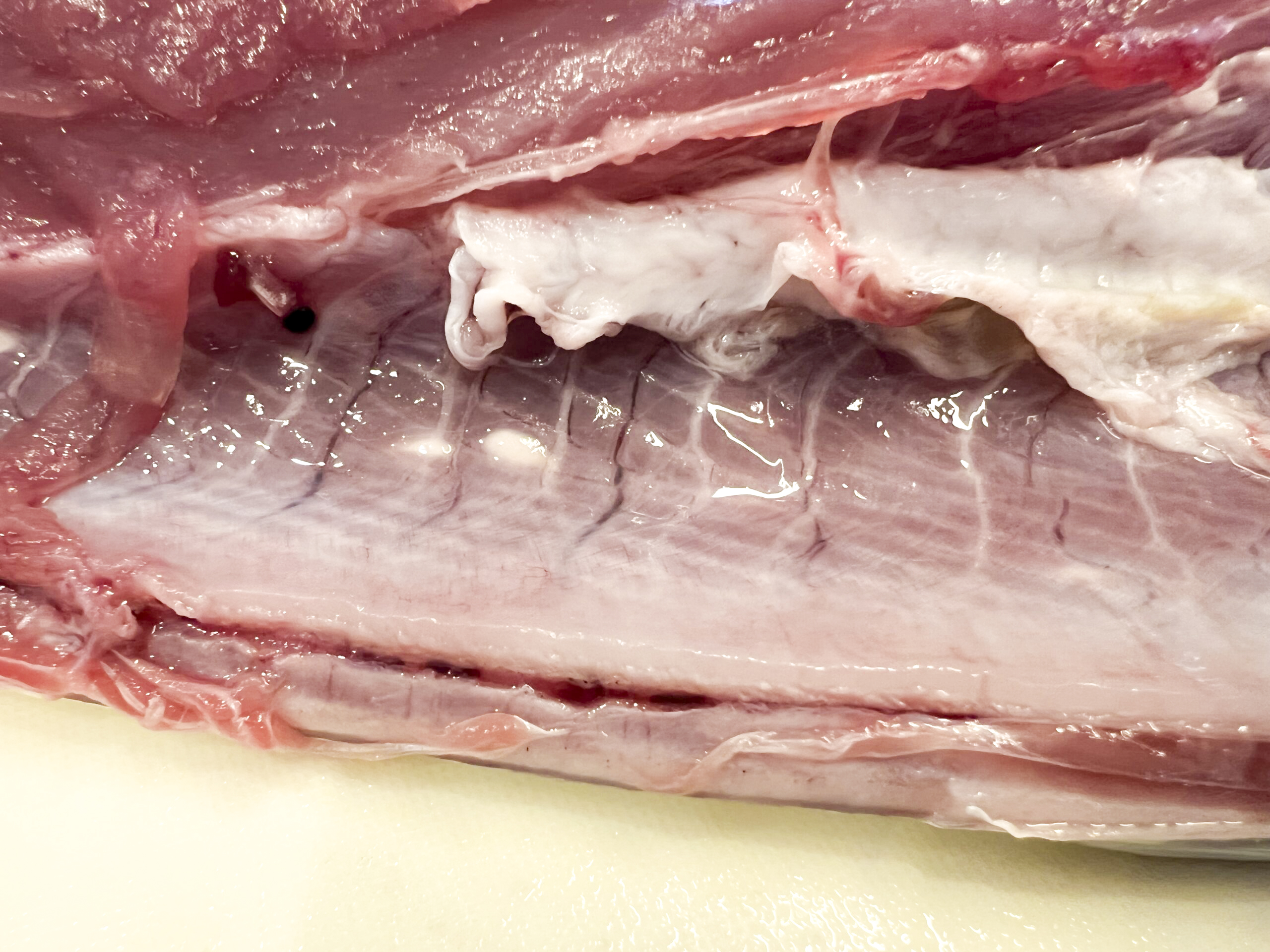 タラ 鱈 の寄生虫アニサキス・シュードテラノーバ!昆布締め・白子は危険?お役立ち！季節の耳より情報局