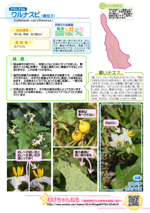 ワルナスビ 悪茄子おはようございます。 今日の草花は「ワルナスビ：悪茄子」、人間都合のネーミングです。悪者の理由は、葉や茎に棘や毒があること、繁殖力が強くて駆除が困難なこと、土壌を荒らして他の櫻田弘文ブランディング・プロデューサー