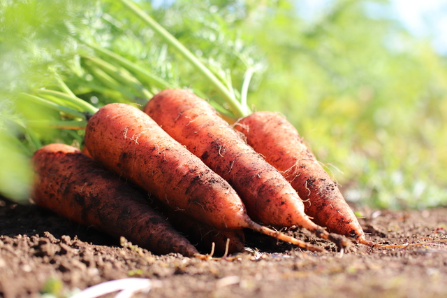 キャベツが腐ってるときの見分け方野菜のおうち。常温と冷凍保存方法解説
