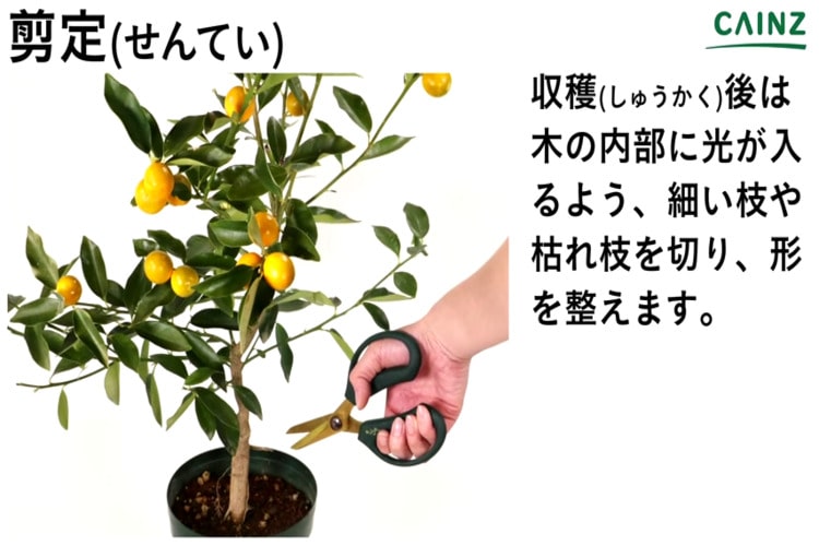 キンカン類の育て方・栽培方法植物図鑑みんなの趣味の園芸 NHK出版
