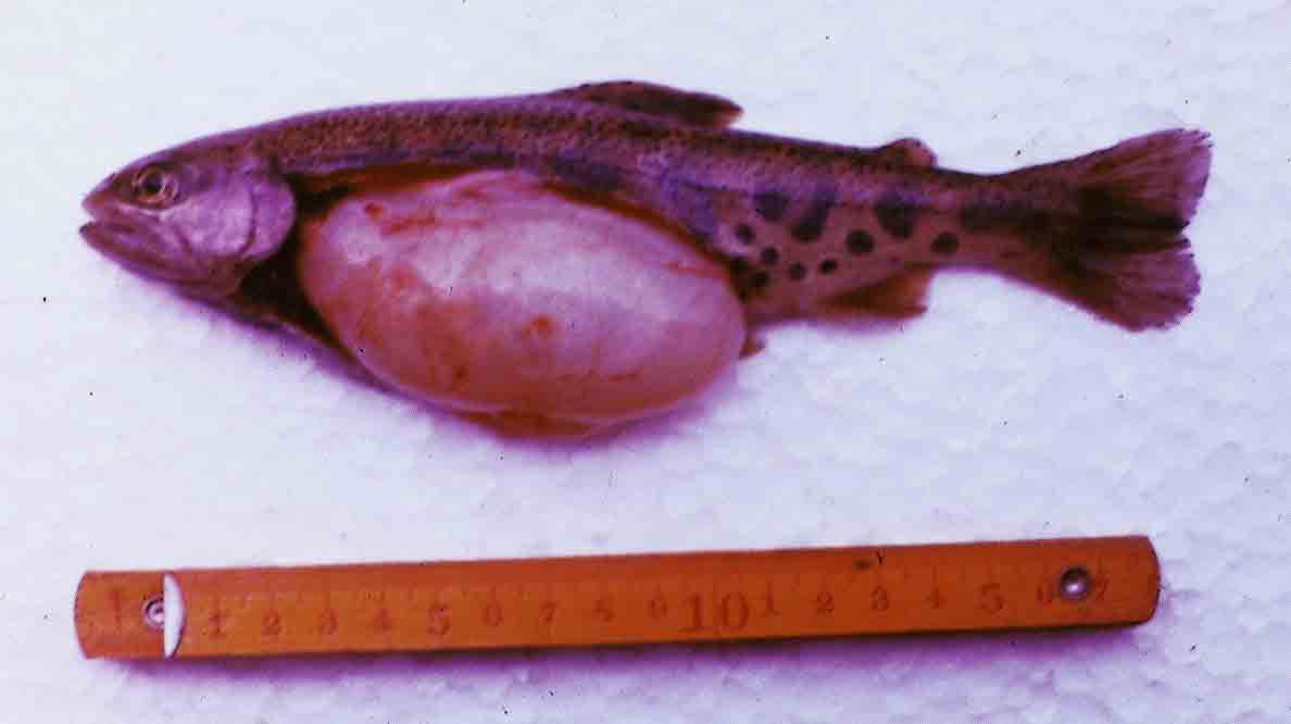 腟カンジダのこと、正しく知りましょうフェミニーナ小林製薬