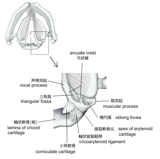気道管理:ブラード喉頭鏡 - Procedures Consult