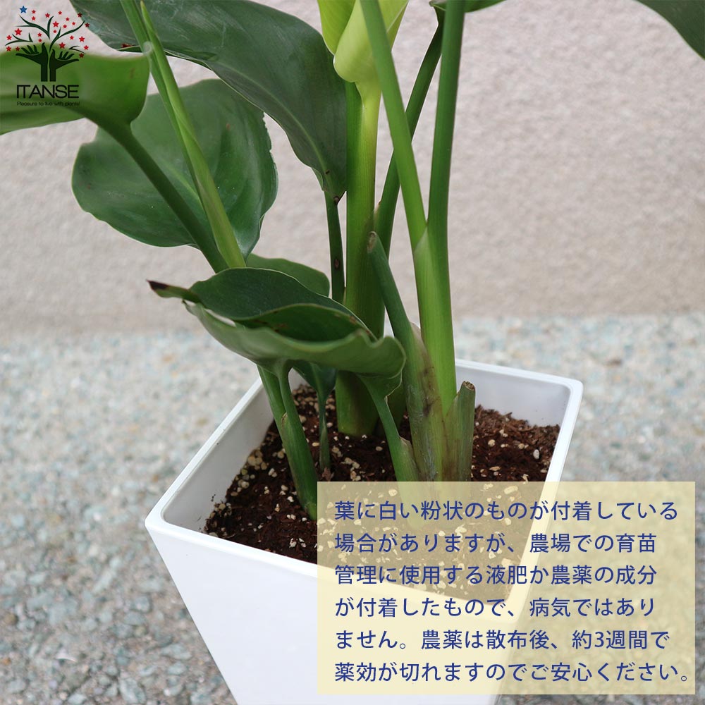 光触媒 人工観葉植物 ウォールグリーン ストレッチア極楽鳥2輪付きabcg@gptj