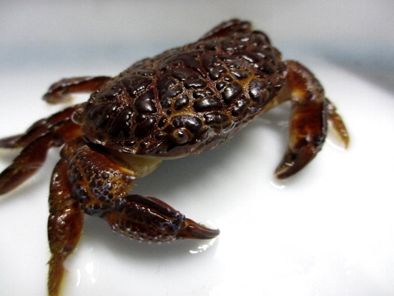 深海のダンジネスクラブ？ レアな深海蟹「ナダイチョウガニ」を食べてみた野食ハンマープライス