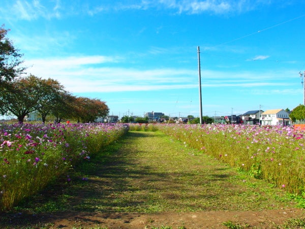 ヒナゲシが見ごろに 春日部市牛島古川公園（第2期） - 宮代NOW(出来事編)