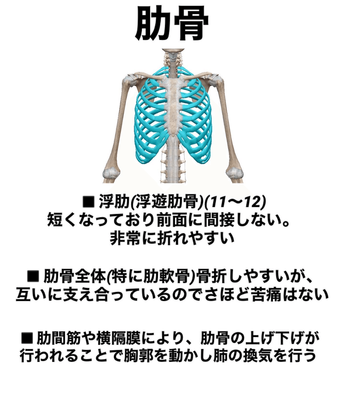 50点を超える浮遊肋 イラストのストックフォト、写真、そしてロイヤリティフリーの画像 - iStock