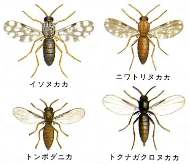 日本にいる蚊の種類について解説！生態・ライフサイクルを知って、発生を予防しよう