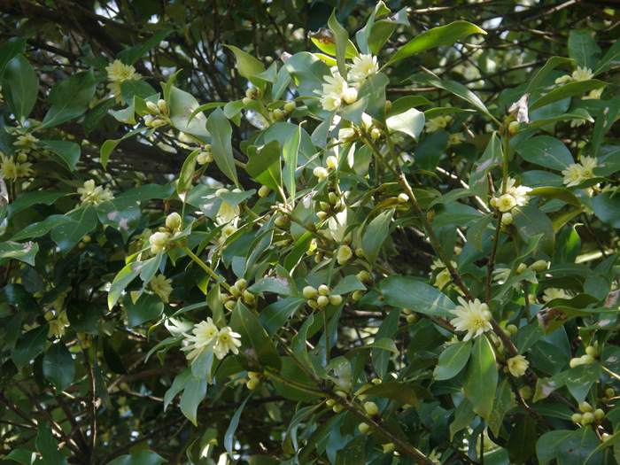 シキミ② 樒 Japanese star anise Illicium anisatum - パルファン サトリの香り紀行