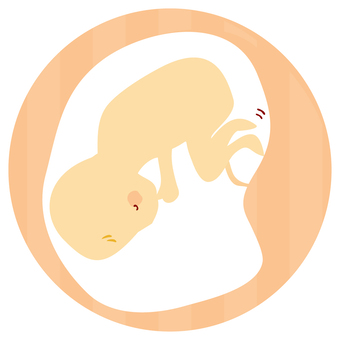 胎児の発達過程図 イラスト素材 無料ダウンロード - Lovepik