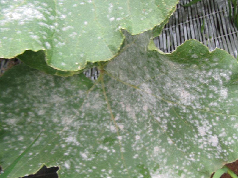 花・野菜の天敵「うどんこ病」について徹底解説！コラム - くらしメイドＤＣＭ