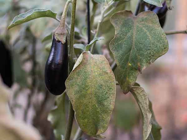 ナスの病気一覧。半身萎凋病やうどんこ病の予防と対策施設園芸.com