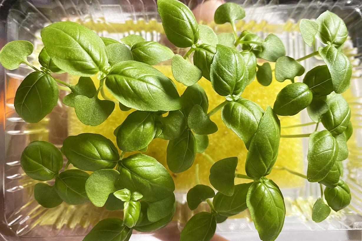 ペットボトルや100均グッズで簡単！ 水耕栽培キットの自作方法農家web