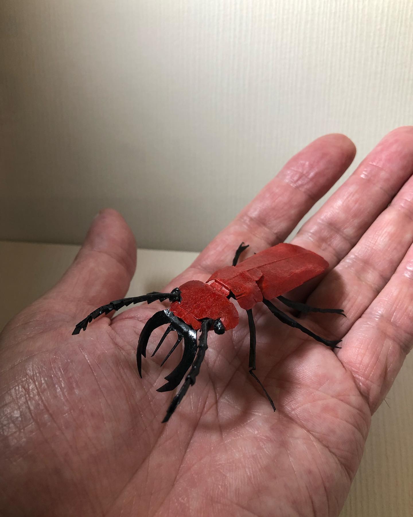 箕面の山中で「ヒラズゲンセイ」を発見！みのお山なみネット 箕面の山麓保全活動情報のポータルサイトみんなで守ろう！箕面のみどり！四季折々に美しい箕面の山を次世代に残そう