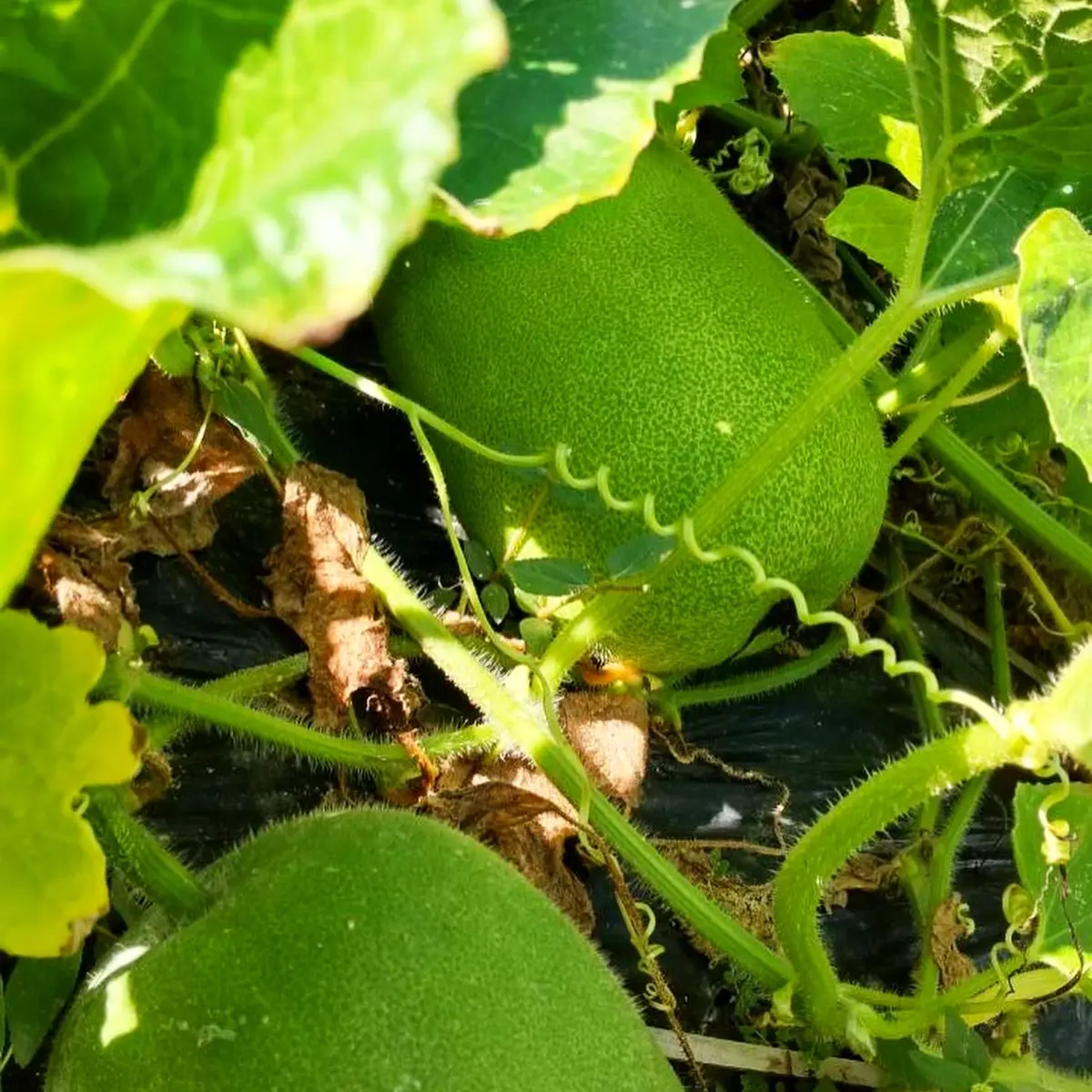 冬瓜の種採り l ヌウとテツの野良日記