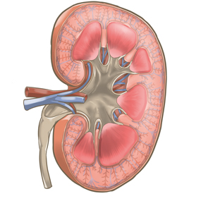 よくわかる基礎知識腎臓の機能とは家族と考える慢性腎臓病サイト 腎援隊