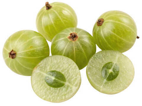 グーズベリーの育て方・栽培方法LOVEGREEN ラブグリーン