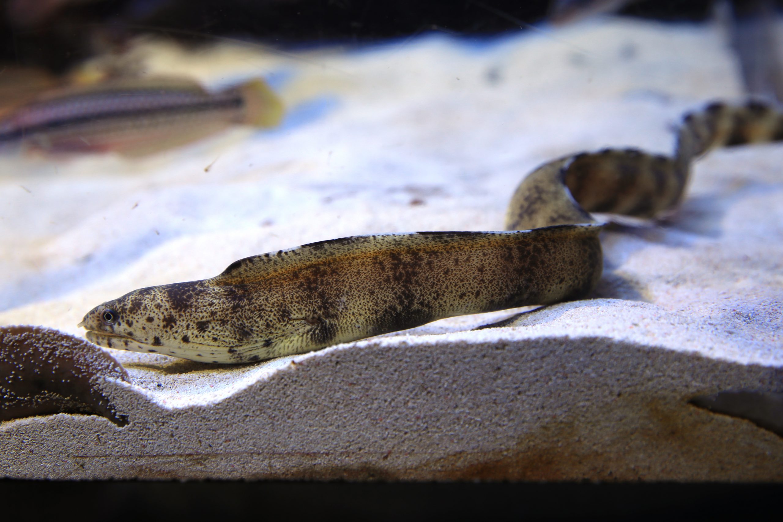 香港劇毒蛇類ℍ𝕚𝕘𝕙𝕝𝕪 𝕍𝕖𝕟𝕠𝕞𝕠𝕦𝕤 𝕊𝕟𝕒𝕜𝕖 🇭🇰～ 上回我們介紹了「中國十大毒蛇」，其中竟有 6種在香港出沒～香港的毒蛇可分為神經毒、血循毒和混合毒，每種毒液的毒素各具特色～以下是香港9種毒蛇的毒素簡介： 1.銀環蛇 𝐵𝑢𝑛𝑔𝑎𝑟𝑢𝑠