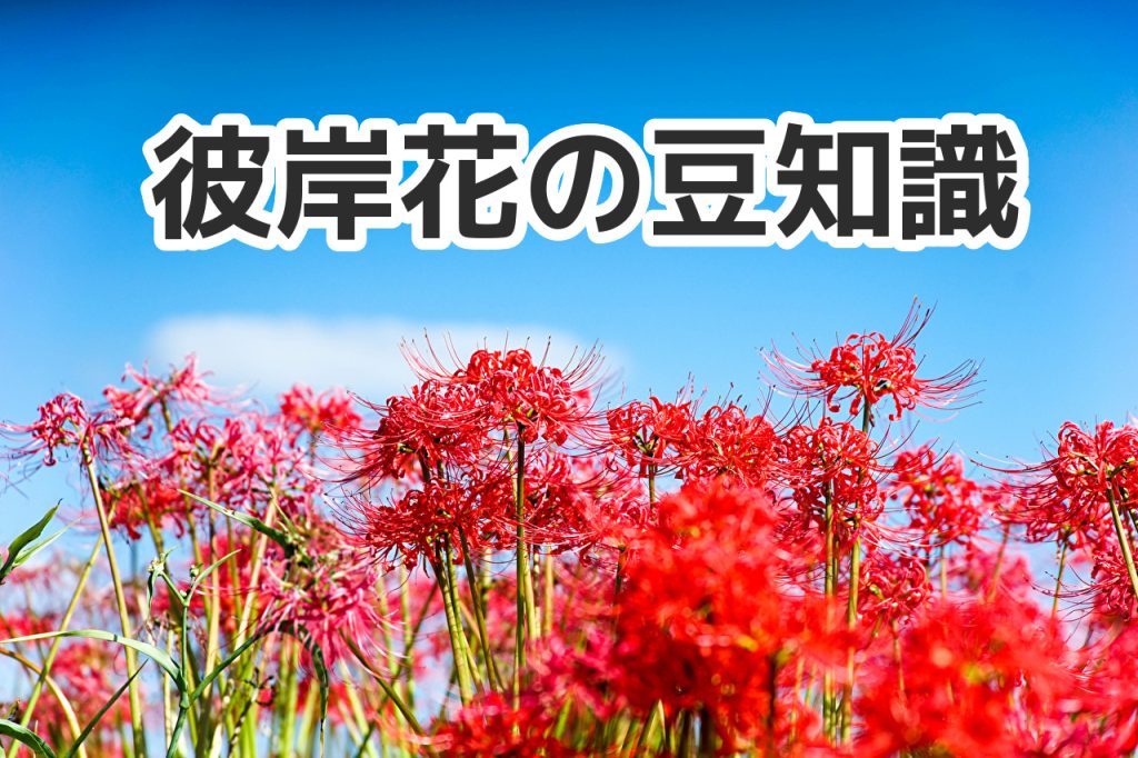 彼岸花の育て方