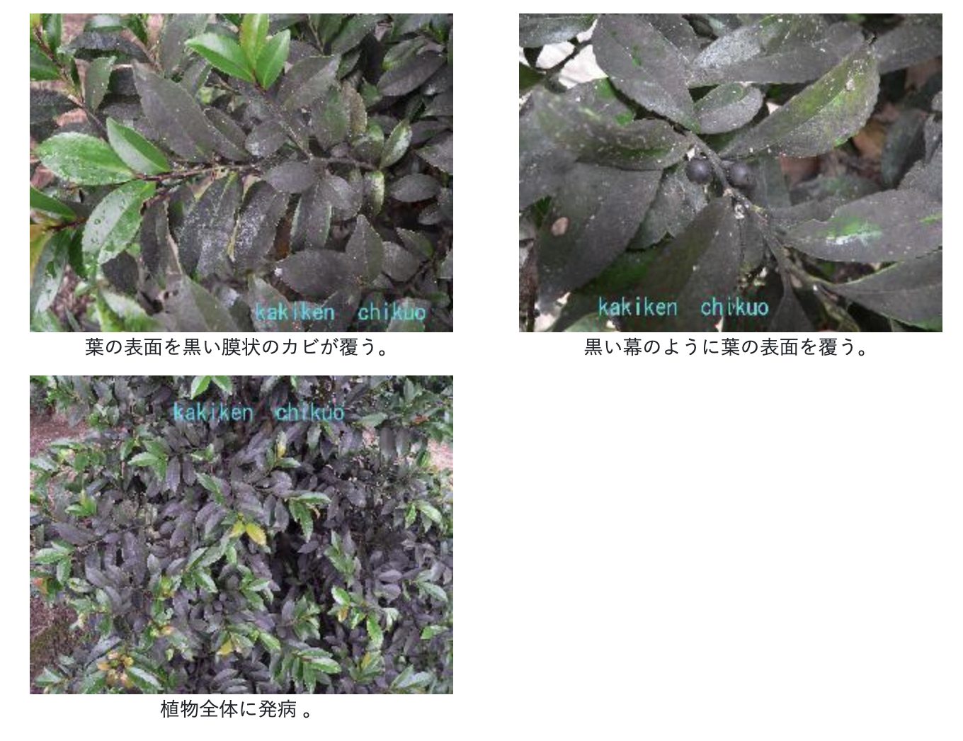 レモンがすす病: ６０才からの挑戦