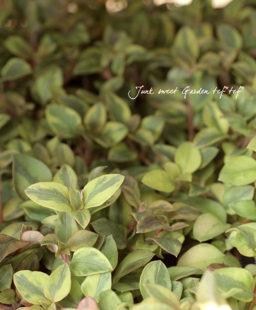 リシマキア リッシー 花苗 2.5～3号ポット植物のＩＴＡＮＳＥ 全品送料無料・即出荷