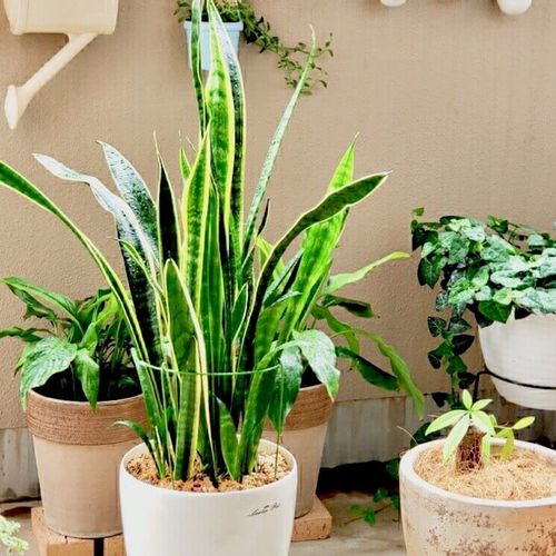 サンスベリアの株分け～花が咲くまでの様子優しい雨