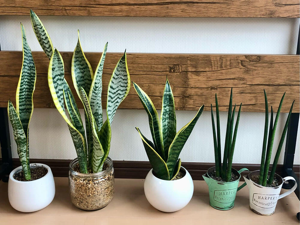 風水上、セイヨウトラノオ 西洋虎の尾 をどこに置くと良い？ 特徴、方角、共栄作物