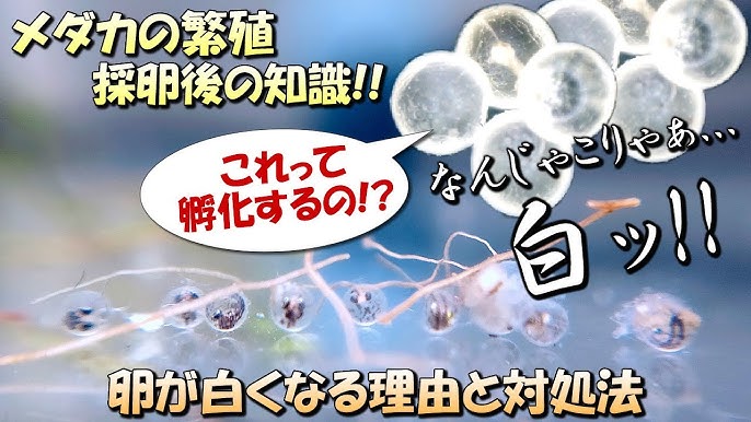 メダカの卵が白い理由と白くなる原因や白い膜 白いもやもやの正体 アクアリウムTIPS「メダカの飼い方事典」