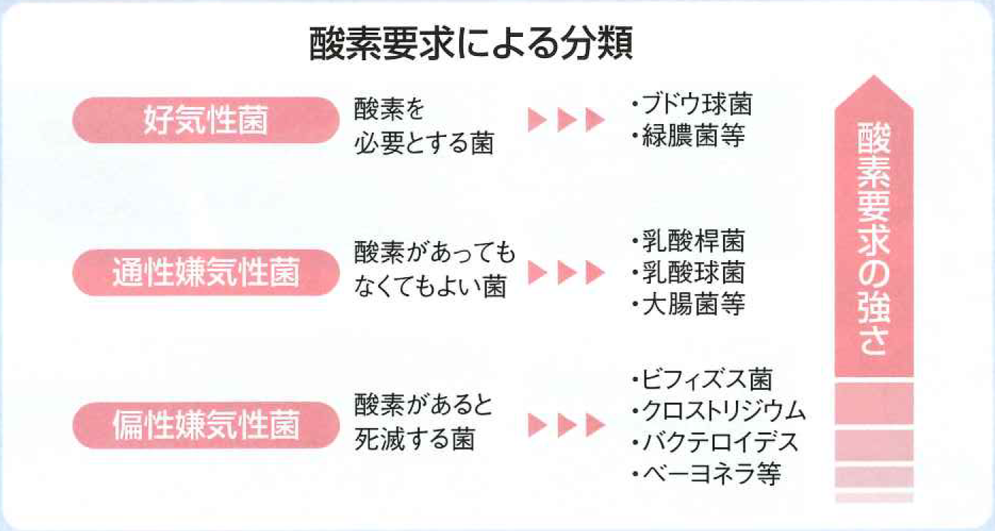 天然由来の乳酸菌エキス 1Lボトル 農業 家庭菜園 乳酸菌 ベランダ菜園 堆肥 野菜苗 野菜 観葉植物BARUバイオジャパン吉村株式会社