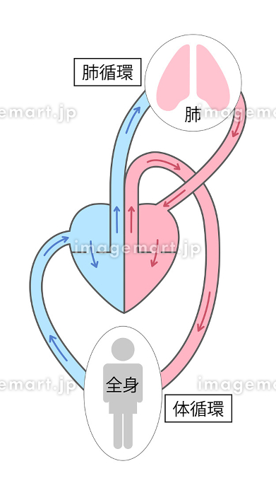 ミズノ スクラブ MIZUNO スクラブ 白衣 医療 速乾 ストレッチノーアイロン のびのび素材 軽量 男女兼用 mz-0311mz 0312 医療白衣ドクタークリニック 整体 動物病院 介護施設 ストレッチ ナース チトセ 制電 制菌 メール便送料無料 │作業服・作業着の通販サイト