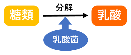 乳酸菌の基礎知識一般社団法人全国発酵乳乳酸菌飲料協会 発酵乳乳酸菌飲料公正取引協議会