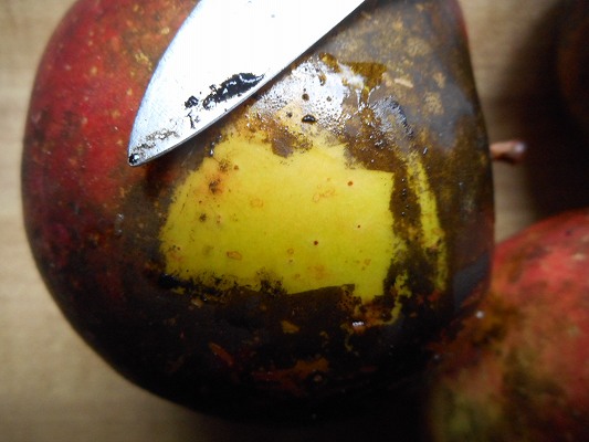 すす病の原因や特徴は？すす病になった時の対処法や予防法はどうすればよい？LOVEGREEN ラブグリーン