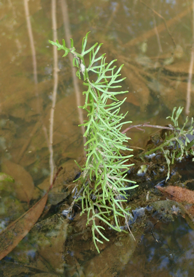 塩で防げ！外来藻類ミズワタクチビルケイソウ