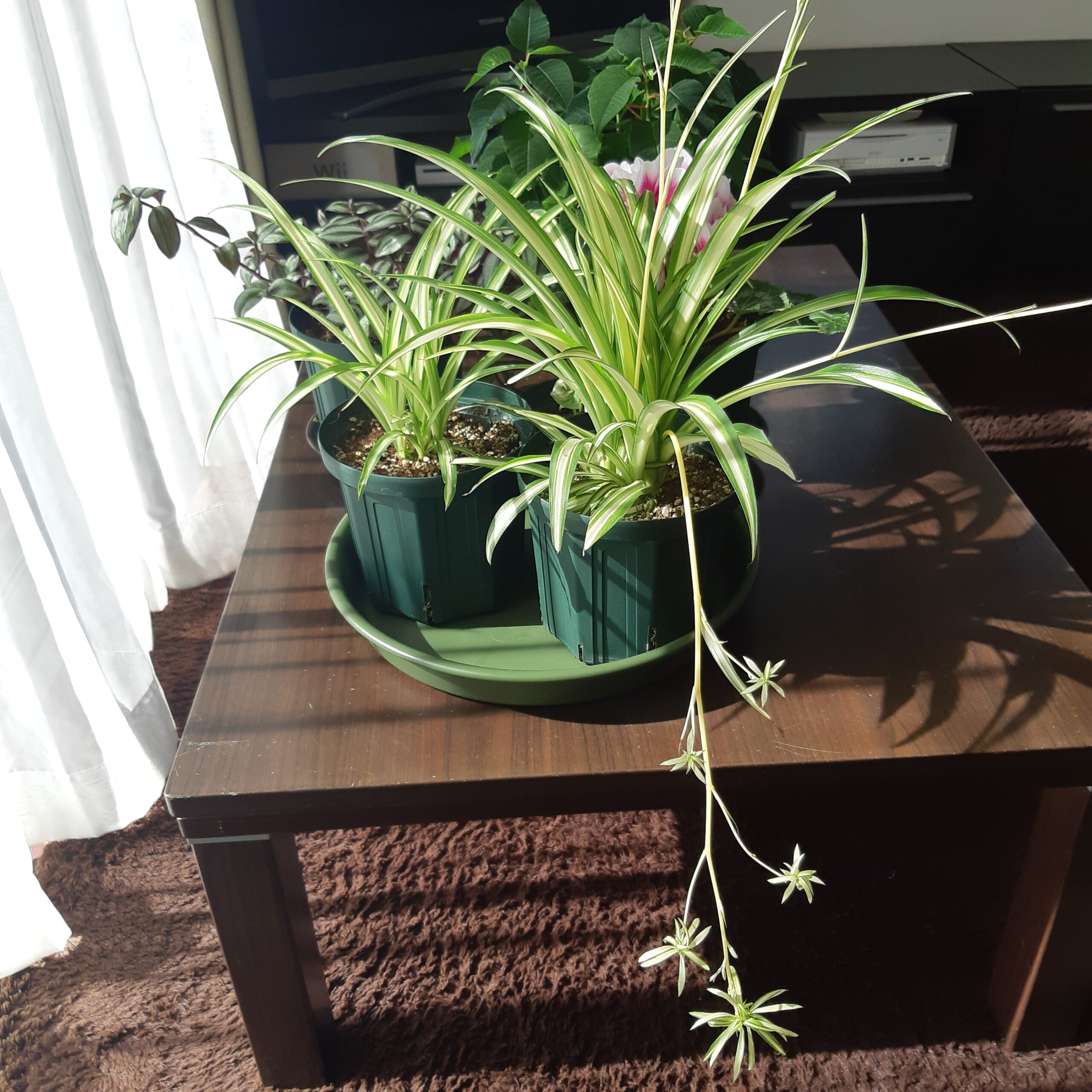 観葉植物オリヅルランの育て方 冬越しや植え替えについてご紹介します植物とあなたをつなぐPlantia