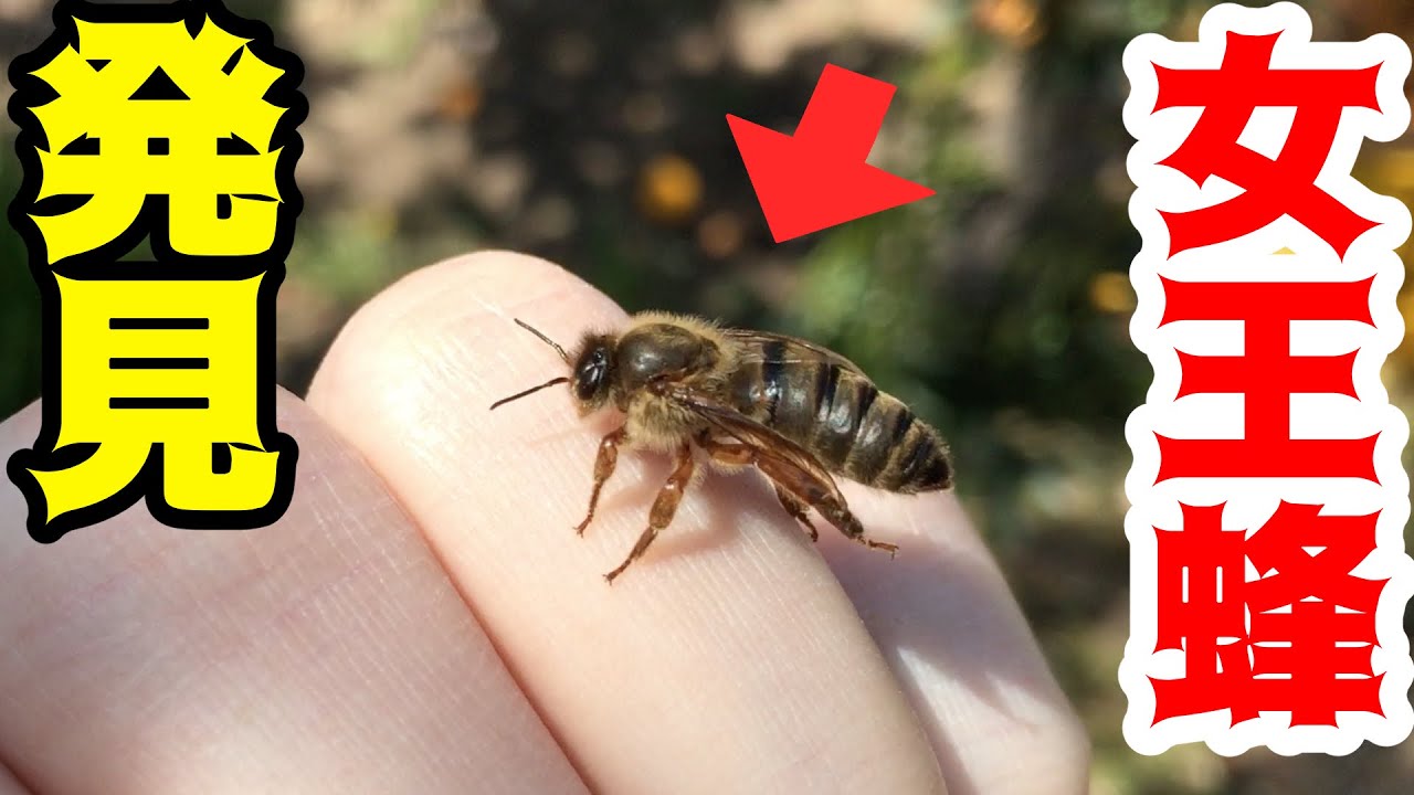 西洋ミツバチ 西洋蜜蜂 の生態を写真付きで説明しています