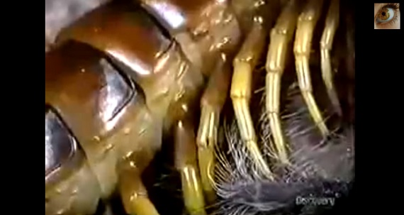 9,722 気持ち悪い Stock Videos, Footage, & 4K Video Clips - Getty Images暴力, 虫,きらい